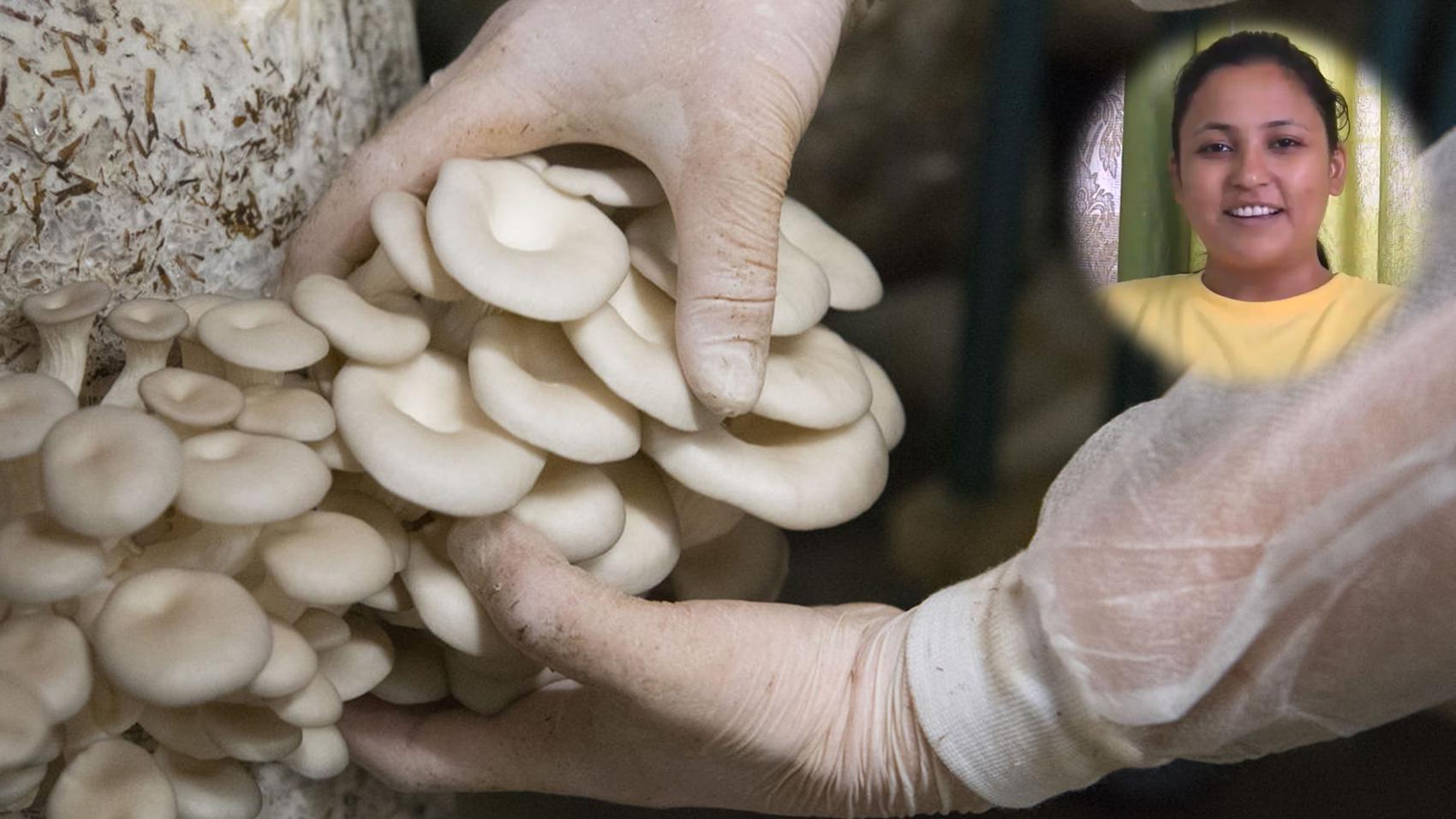 Career in Mushroom Farming