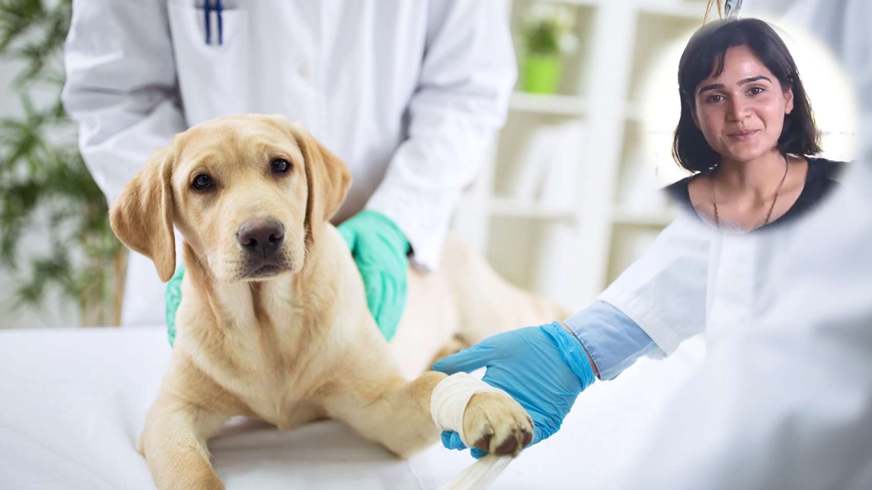 Career in Veterinary Medicine