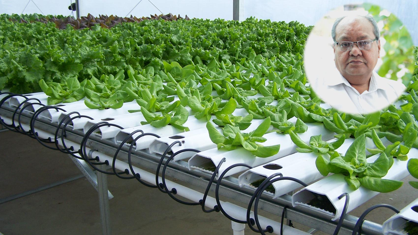 Career in Hydroponic Cultivation